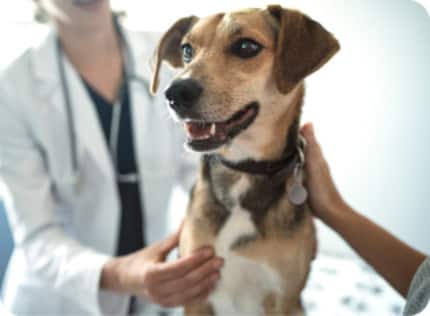 Un perro en una clínica veterinaria