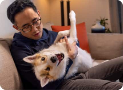 Perro siendo acariciado