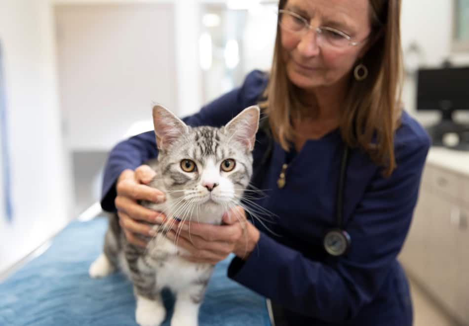 Gato con veterinario