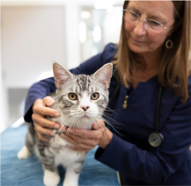 Gato con veterinario