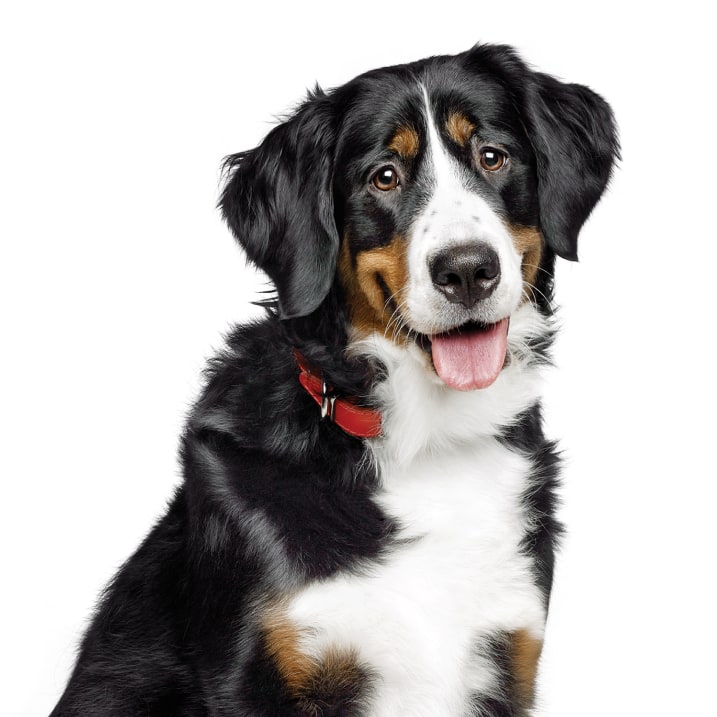 Perro