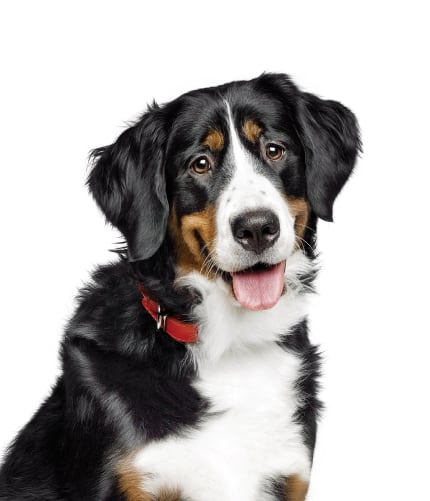 Perro