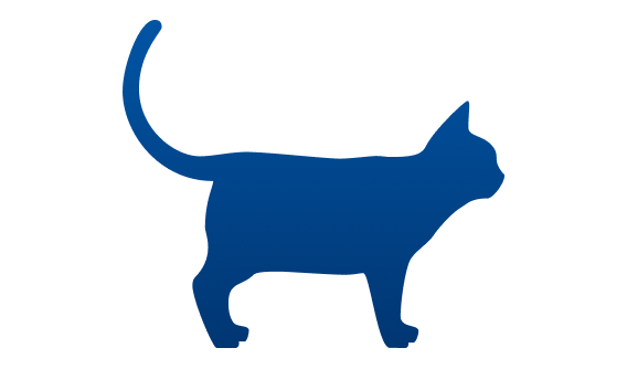 Gato gordito