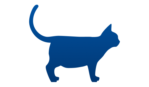 Gato con sobrepeso