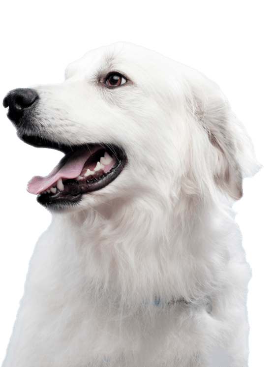 Perro blanco