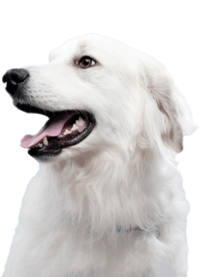 Perro blanco