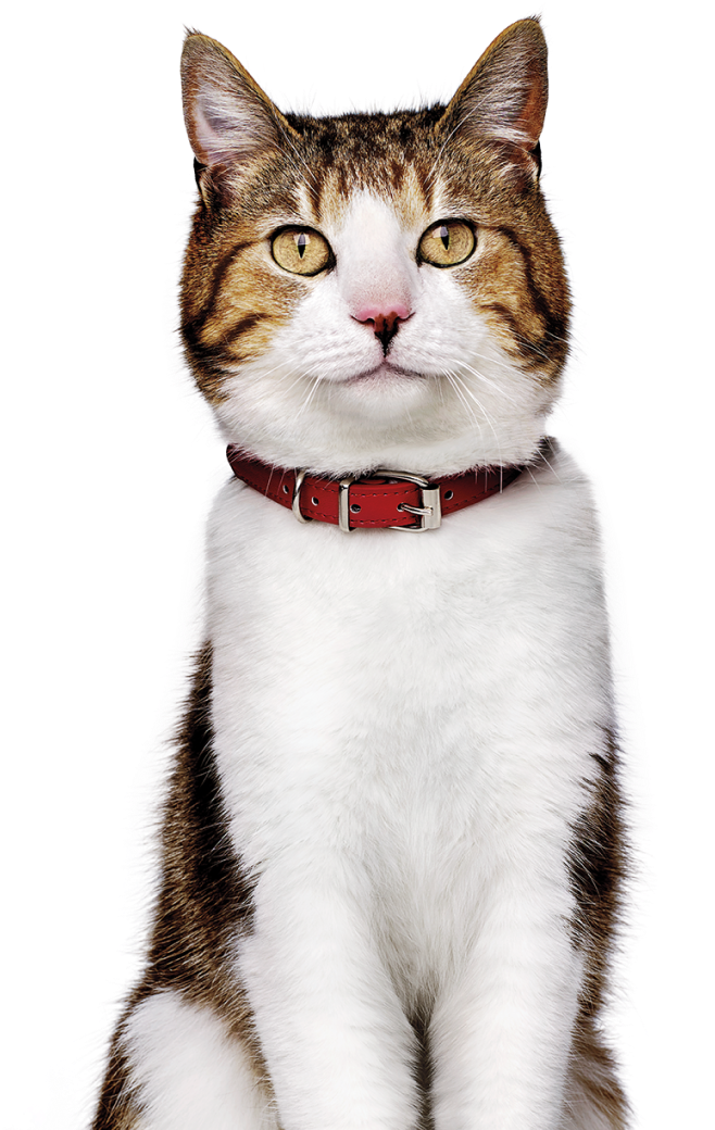 Gato con collar