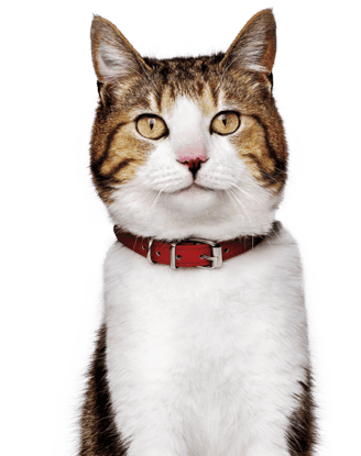 Gato con collar