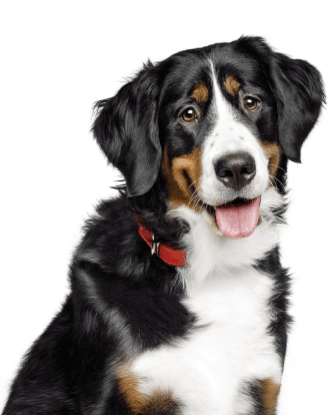 Perro blanco y negro