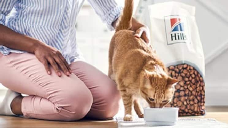 Un gato comiendo alimento de Hill's Pet