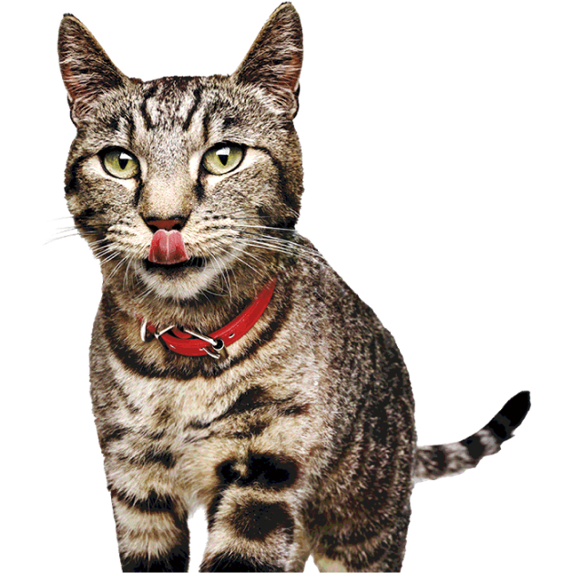 Gato lamiéndose los labios
