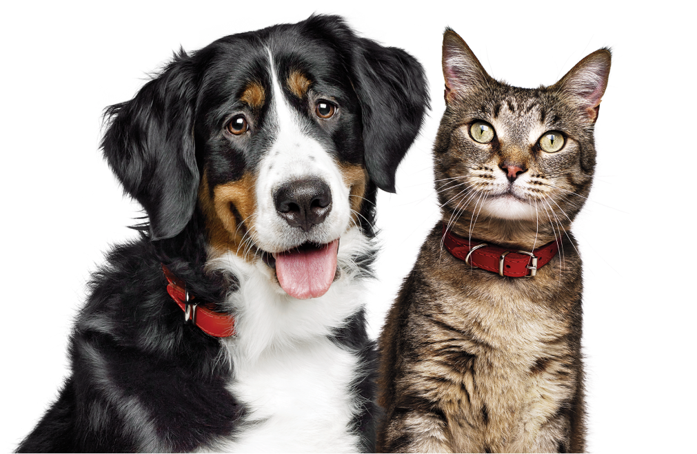 Perro y gato