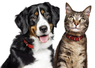 Perro y gato