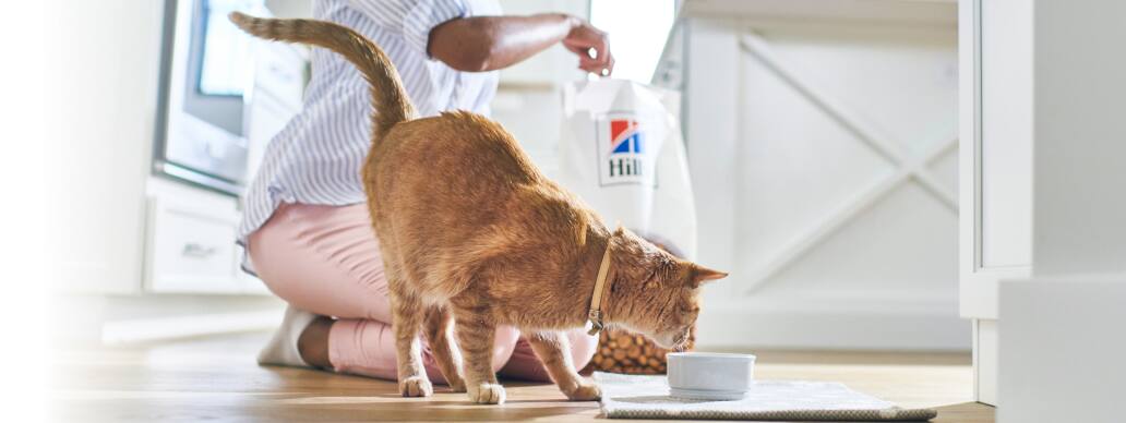 Comida para gatos 