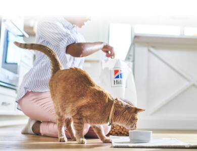 Comida para gatos 