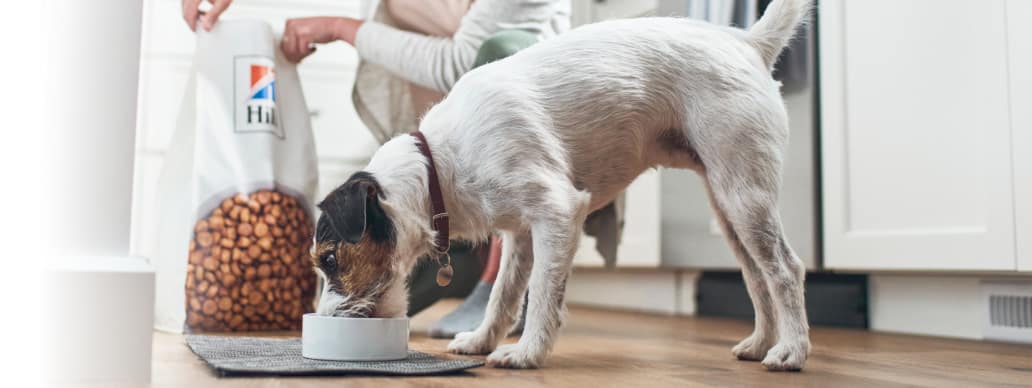 Alimentos para perros
