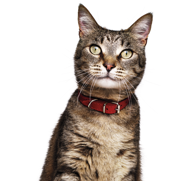 Gato