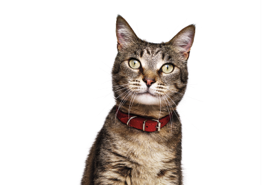 Gato