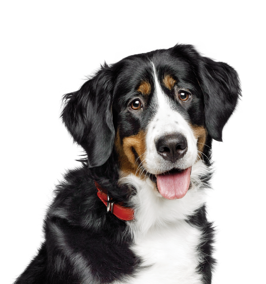 Perro