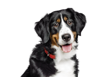 Perro