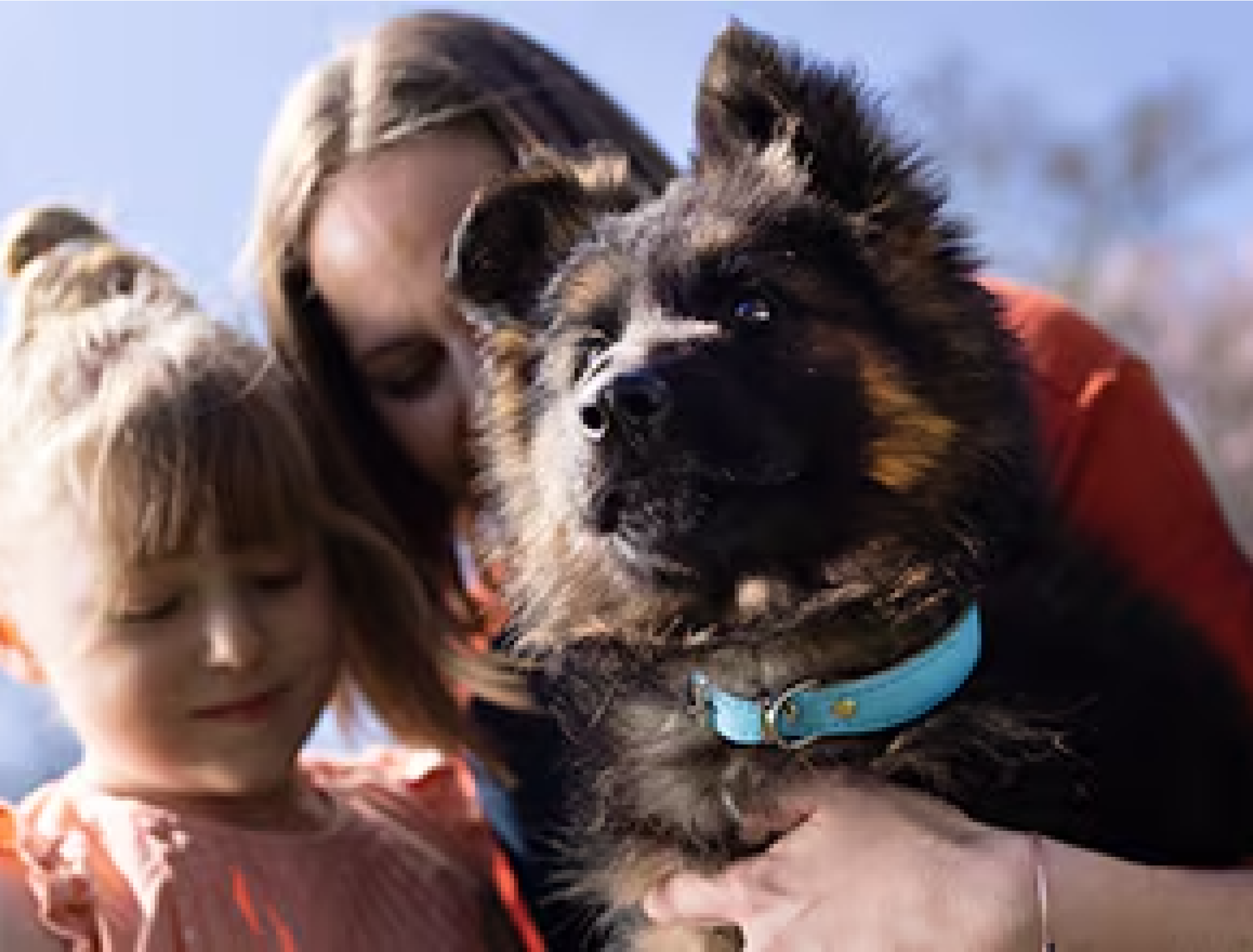 Asegúrate de que tu cachorro lleva microchip y una chapa en el collar con tus datos de contacto bien visibles.