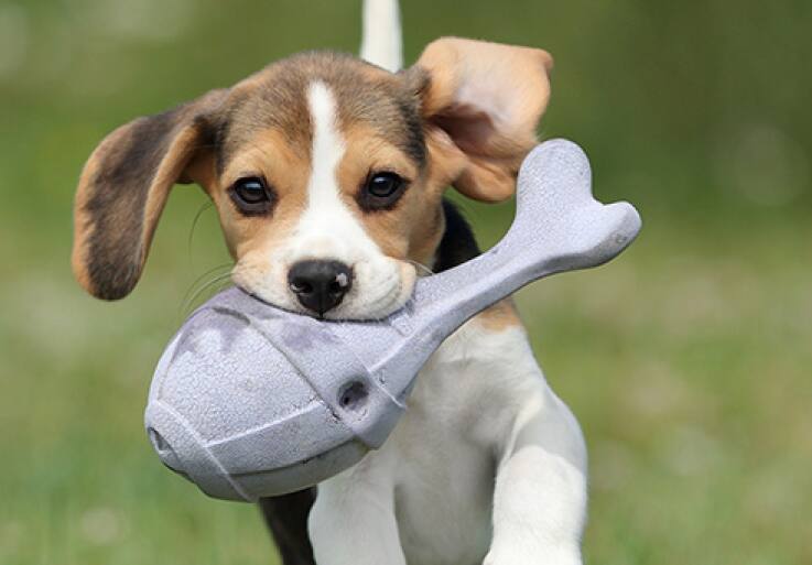 cachorro corriendo por la hierba con un juguete masticable