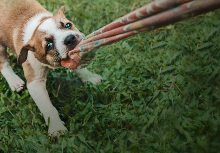 Un cachorro arrebatando una prenda de ropa a una persona