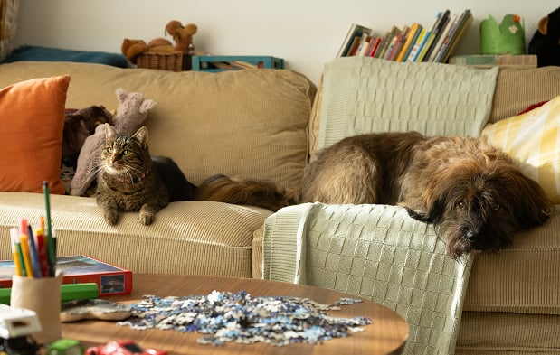 Un perro y un gato sentados en un sofá