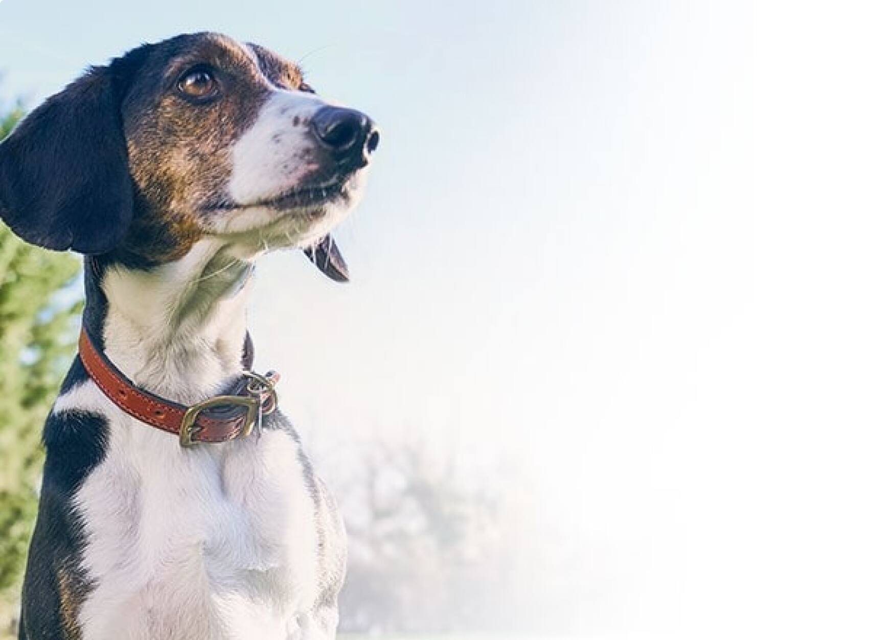 Necesidades nutricionales del perro mayor
